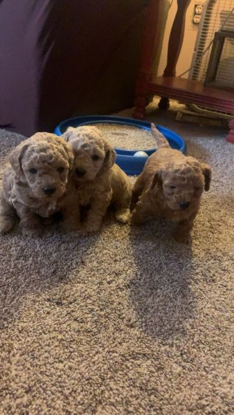 Mini Toy Poodles