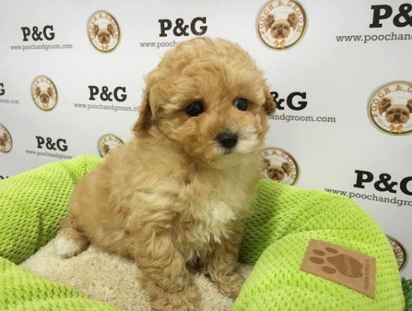 Poodle - Rain - Male