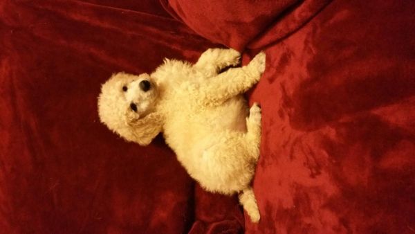 AKC Standard Poodle Pups
