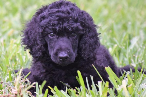Standard Poodle Puppies for Sale