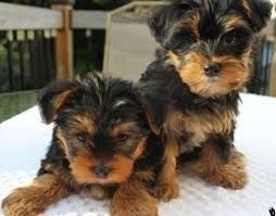Cute Yorkie puppies