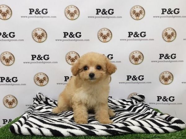 Toy Poodle - Joy - Female