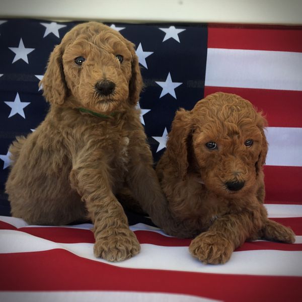 Standard Poodle Puppies