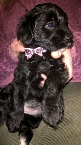 Poodle puppies for sale