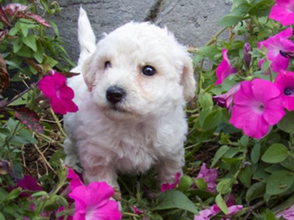 Spectacular AKC Poodle puppies