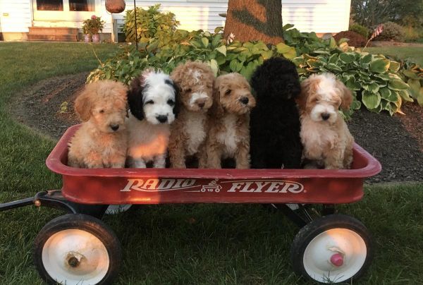 Spectacular AKC Poodle puppies
