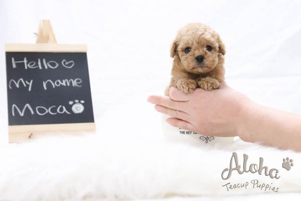 Teacup Toy Poodle [Moca]