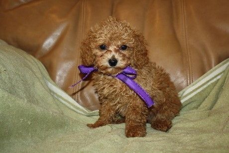 Poodle puppies for sale