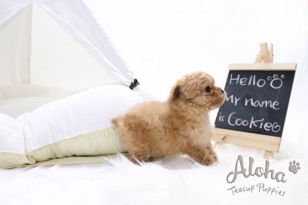Micro Poodle - Cookie