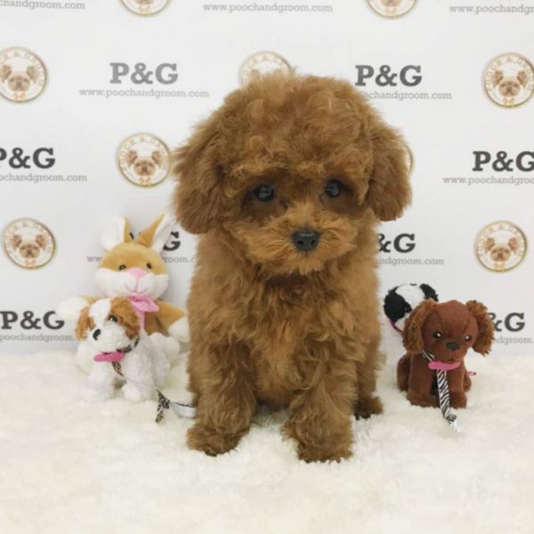 Poodle(TOY) - Duke - Male