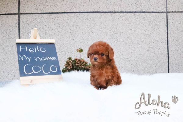 Micro Teacup Poodle for sale [COCO]