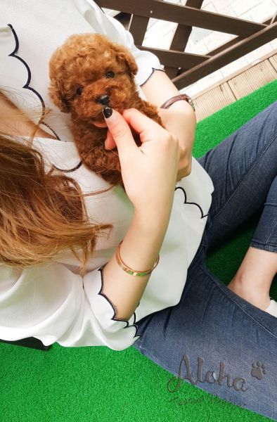 Tiniest Teacup Puppy Poodle [CHEESE]