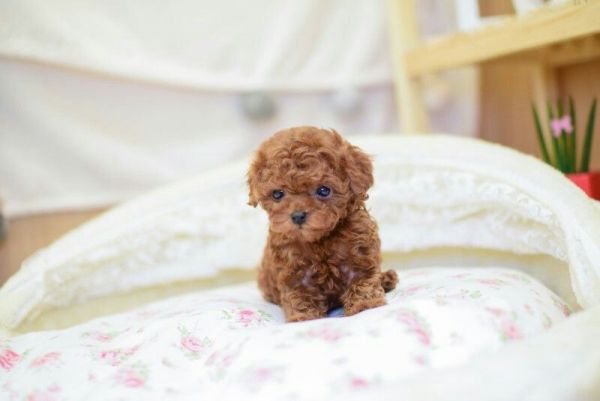 Micro Teacup Poodle Puppies For Sale [Caramel]