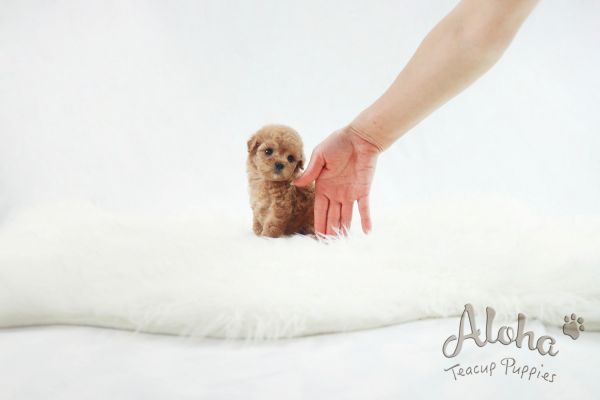 Tiny Teacup Poodle Puppies For Sale [Cheese]