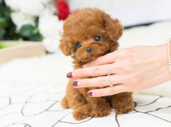 Super Teddy Bear Face Poodle