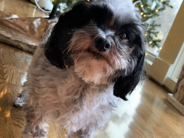 Buy one get one dog free (Christmas sale)