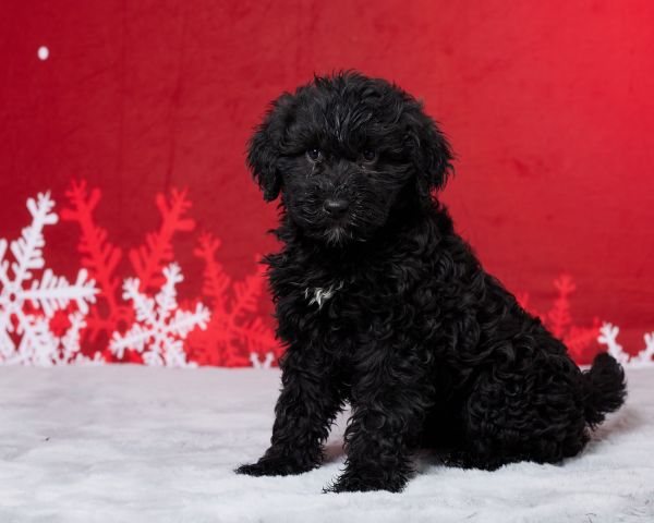Lacy - Portuguese Water Dog for Sale