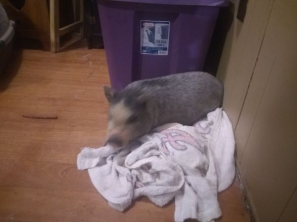 Potbelly pigs for sale