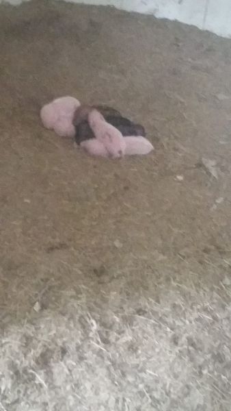 Potbelly piglets