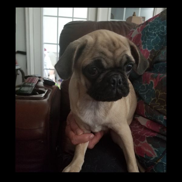 Pug puppies for Sale