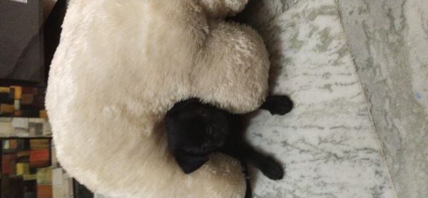 Fully active and trained dog