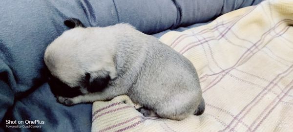 Male Pugs available