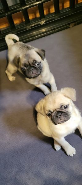 Pugs 8 weeks old