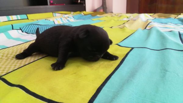 pug puppies - jet black