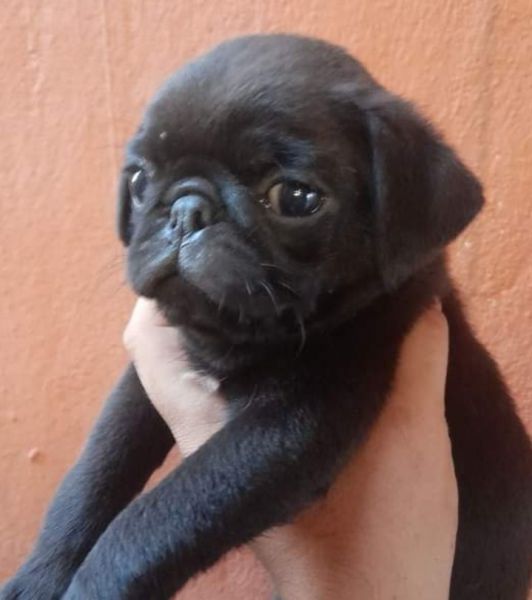 Pug puppies