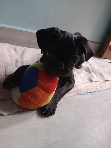 We want sell pug 5 month... because I can't care of him