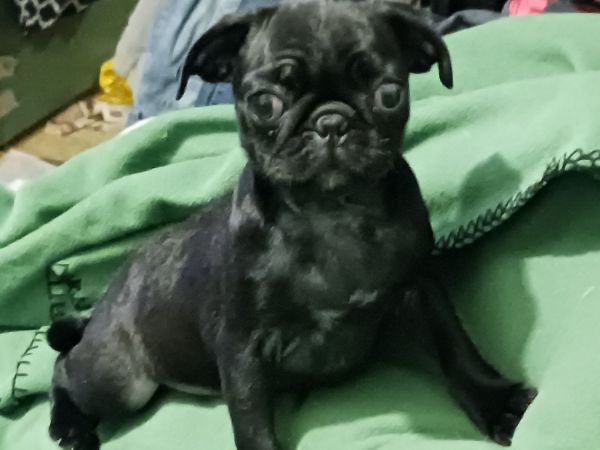Black male pug