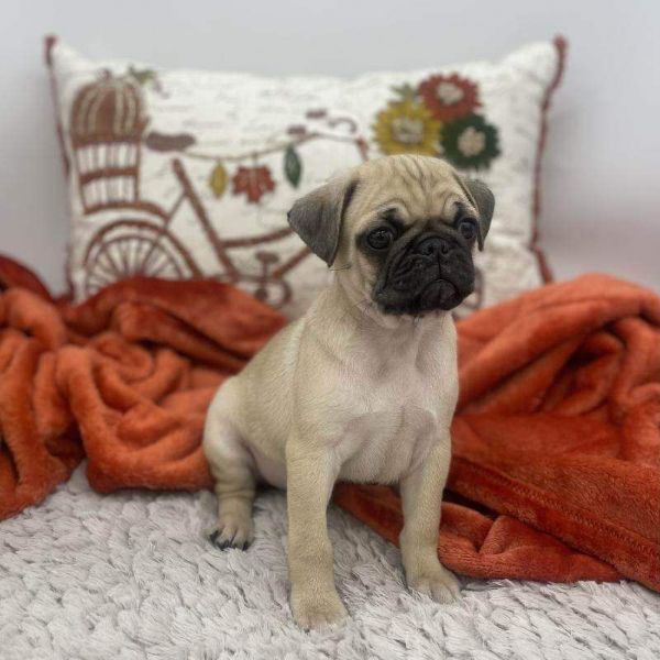 4 month old Pug