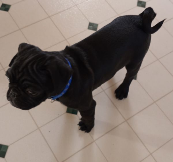Have a black pug puggy