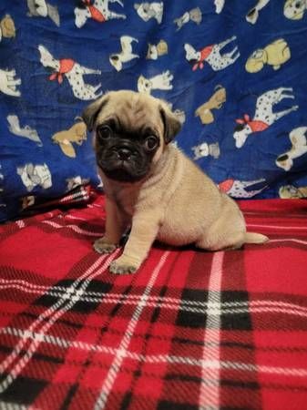 Pug Pups Male and Female