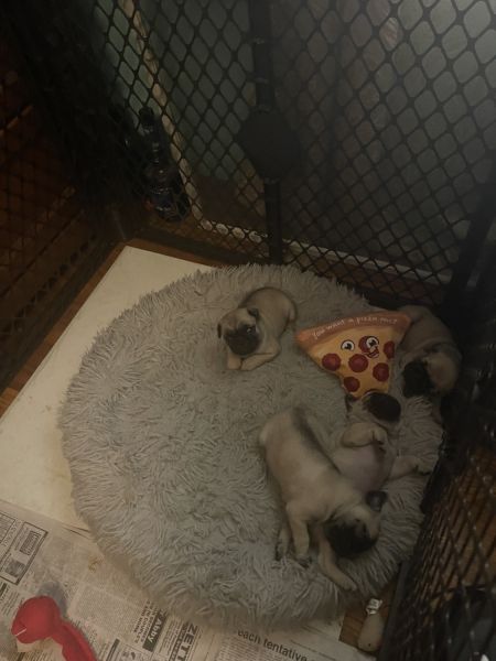 Pug puppies