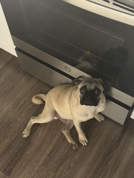 Pug puppy 6 mos
