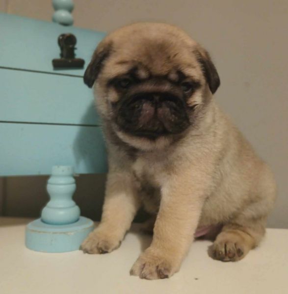 AKC Pug Pups Champion Lines