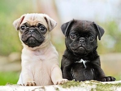 Lovely Pug Puppies