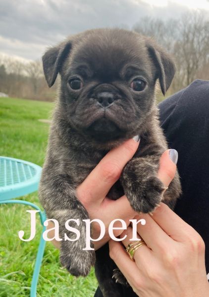 CKC Brindle Pug Puppies For Sale