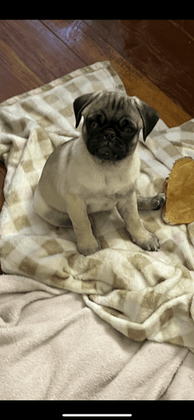 Pug puppies ready for 4 ever home.
