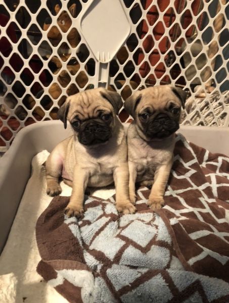 Purebred Pug Puppies