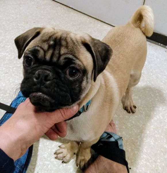 Sweetest Pug puppy is waiting for your love & affection...