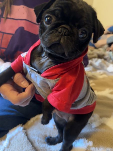 Black AKC Pug Puppies