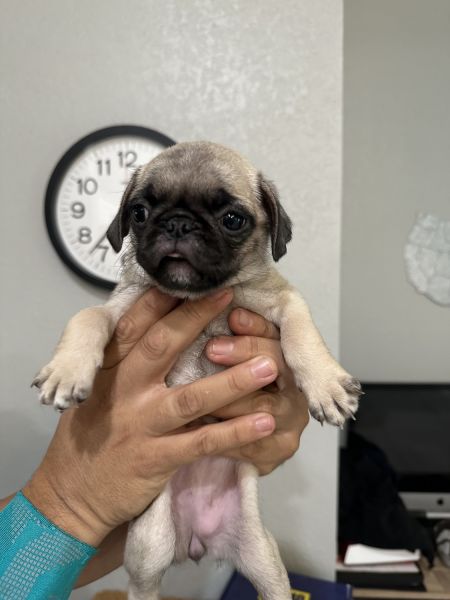 Pugs puppies