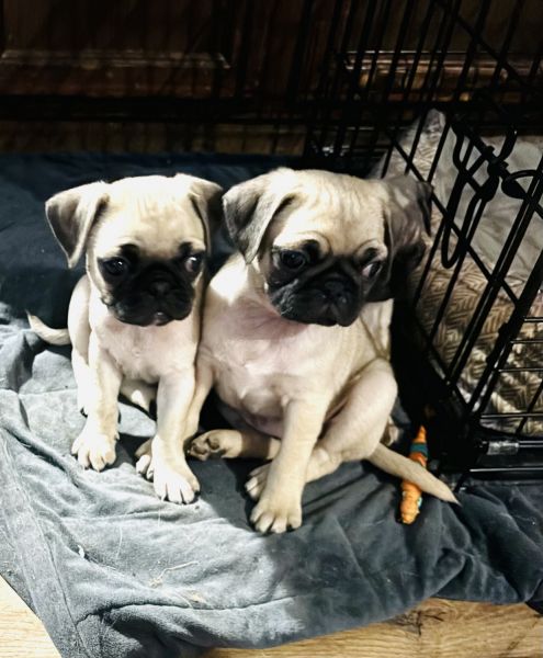 Pug puppies for sale!!!