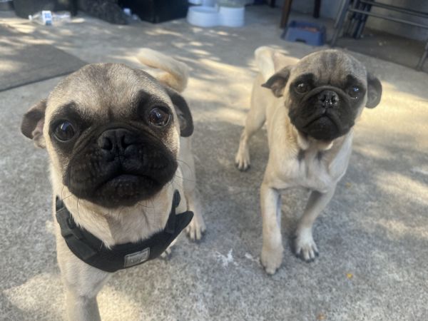 Baby Pugs for sale