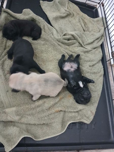 Pug puppies for sale