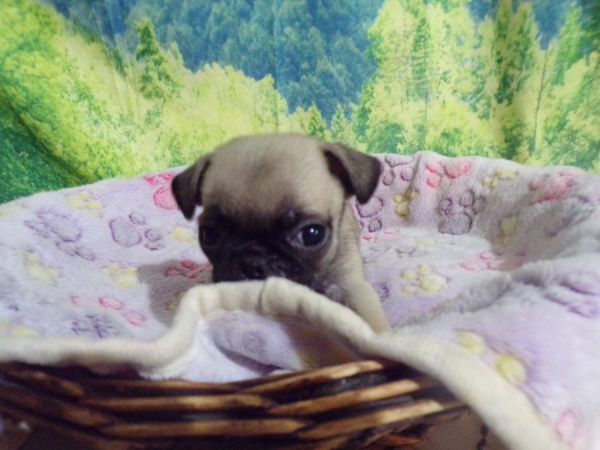 Check It Out Sweet Pug Puppies