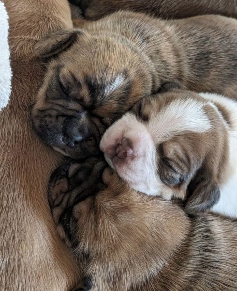 Puggle pups