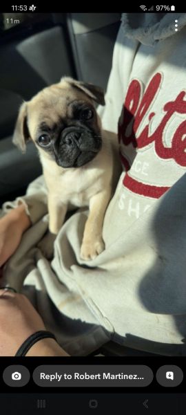 Jaclyn's adorable Pug puppies